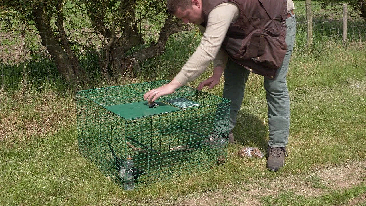 The Larsen Trap