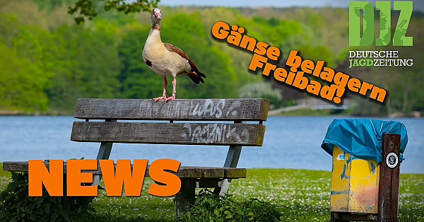 Djz News 26.07.2023