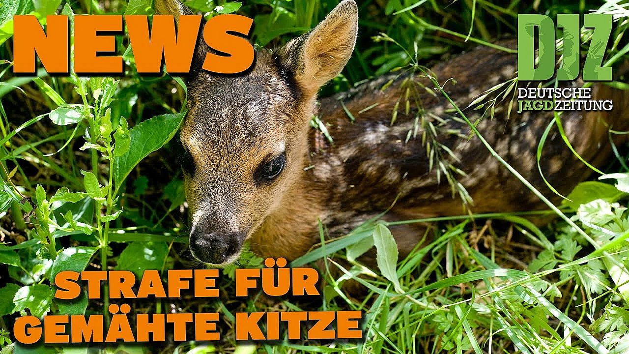 Djz News 31.05.2023