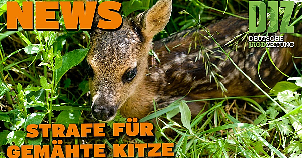 Djz News 31.05.2023