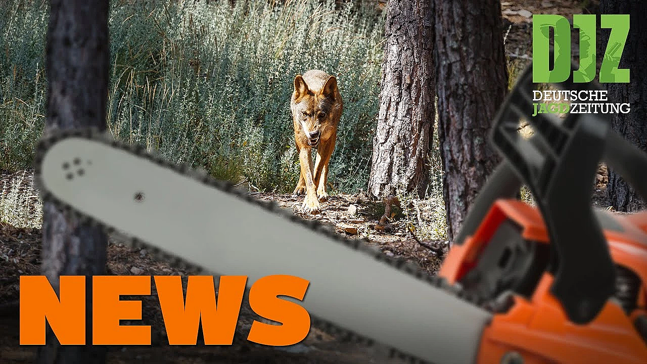 Jäger Retten Steinwild, Wolfsattacke Auf Waldarbeiter, Wildernder Möbelbauer U.w. - Djz-news 10/2021