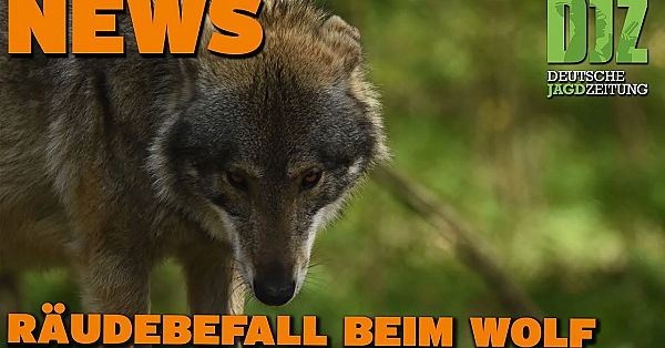 Djz News 29.11.2023