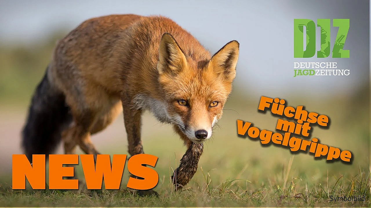 Djz News 22.03.2023