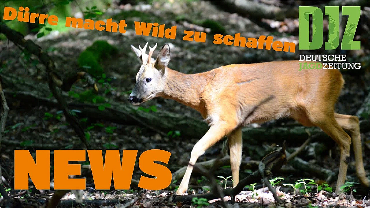 Djz News 3.08.2022