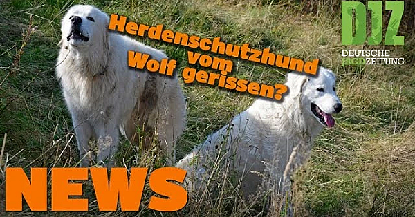 Djz News 01.03.2023