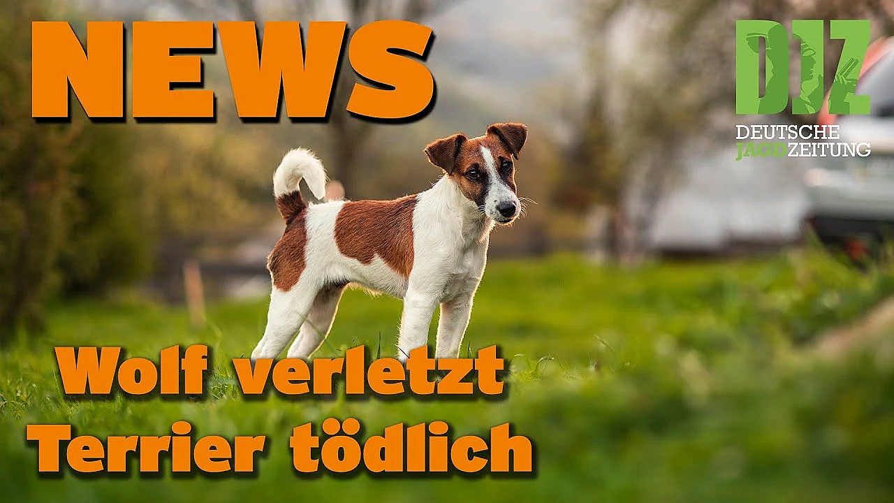 Djz News 14.12.2022