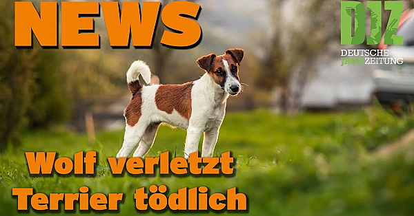 Djz News 14.12.2022
