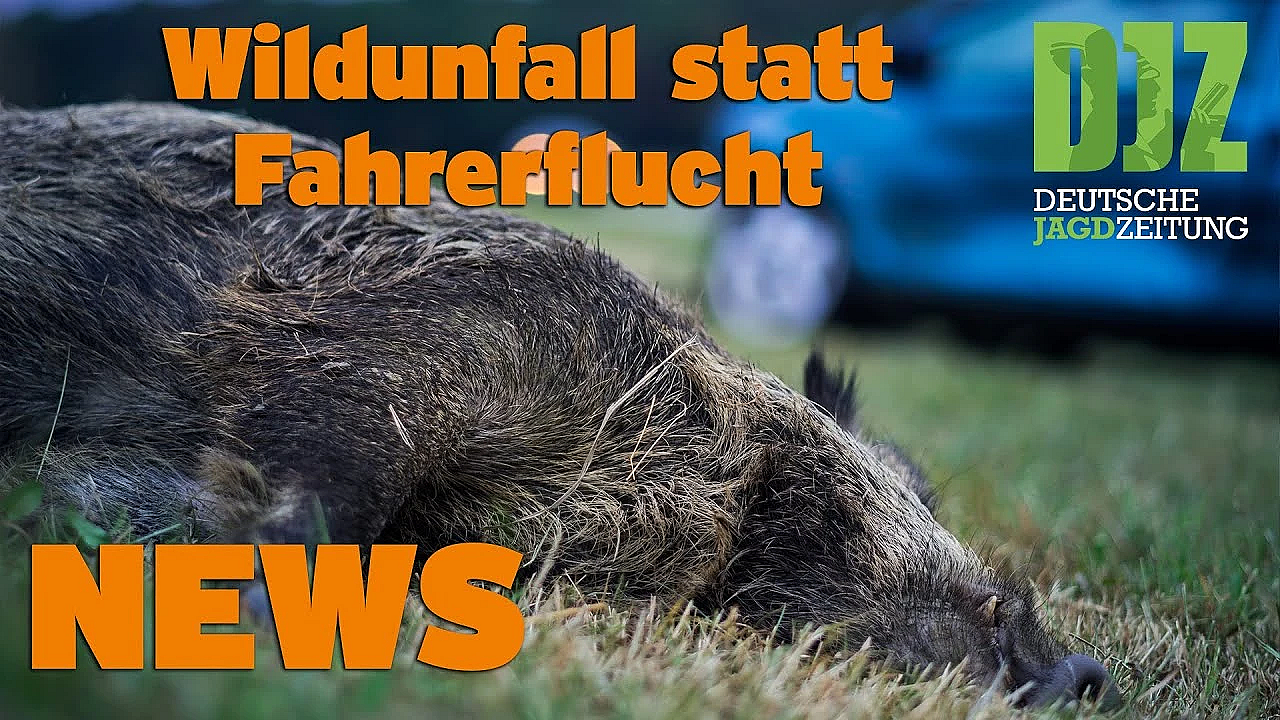 Djz News 14.09.2022