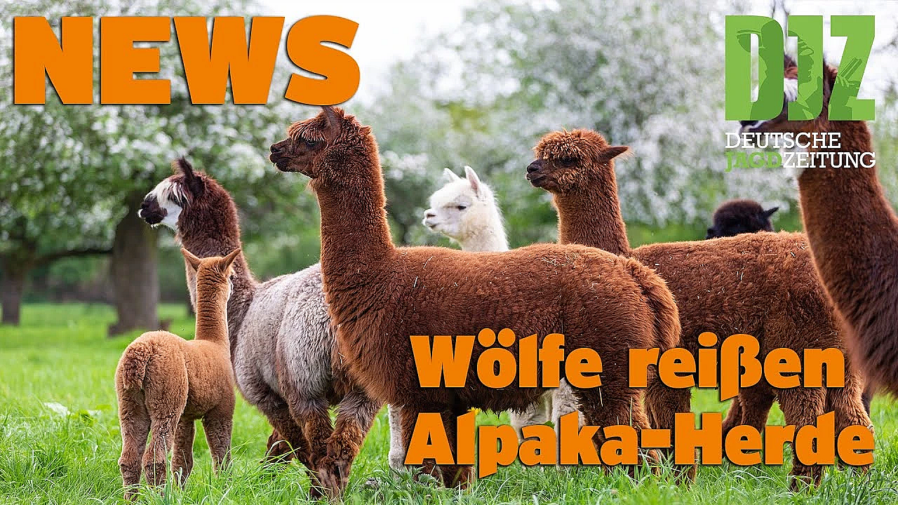 Djz News 21.09.2022