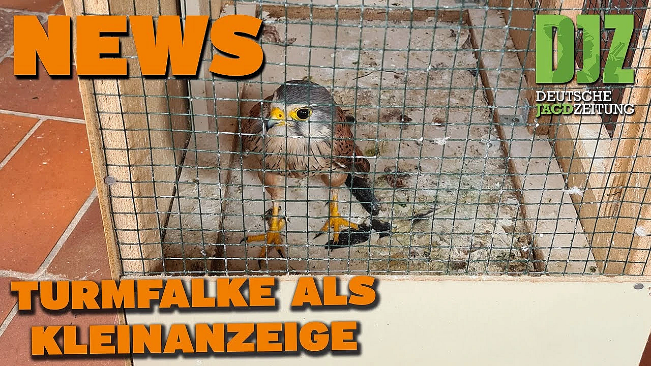 Djz News 28.06.2023