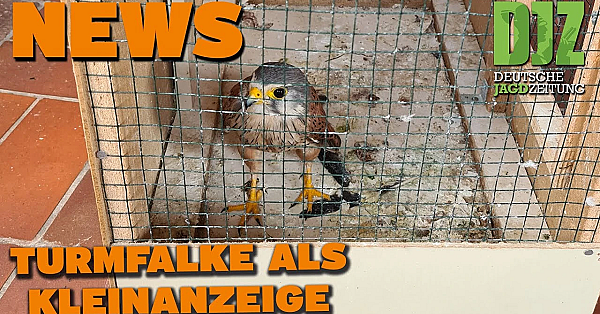 Djz News 28.06.2023