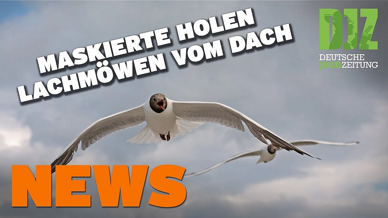 Ärger Um Jagdscheinverlängerung, Pürzelprämie, Maskierte Holen Brüter U.w. - Djz News 14/2022