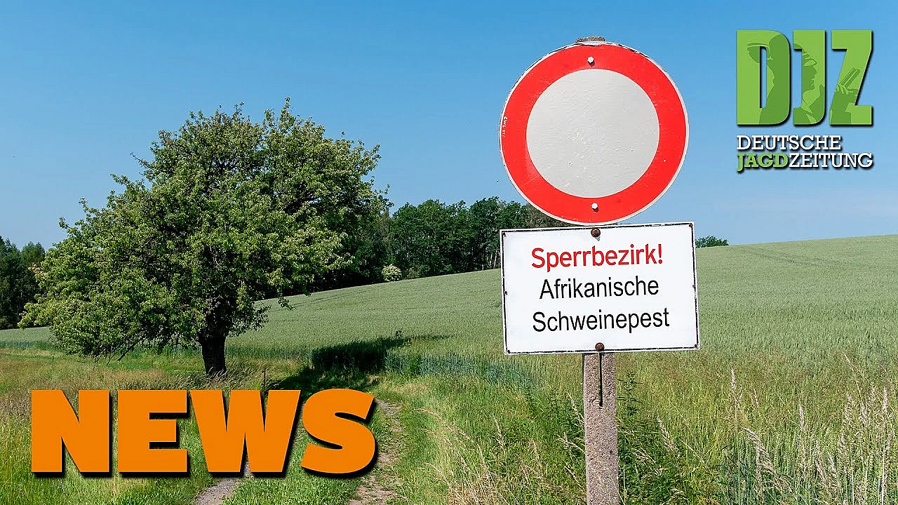 Djz News 07.08.2024