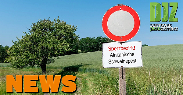 Djz News 07.08.2024