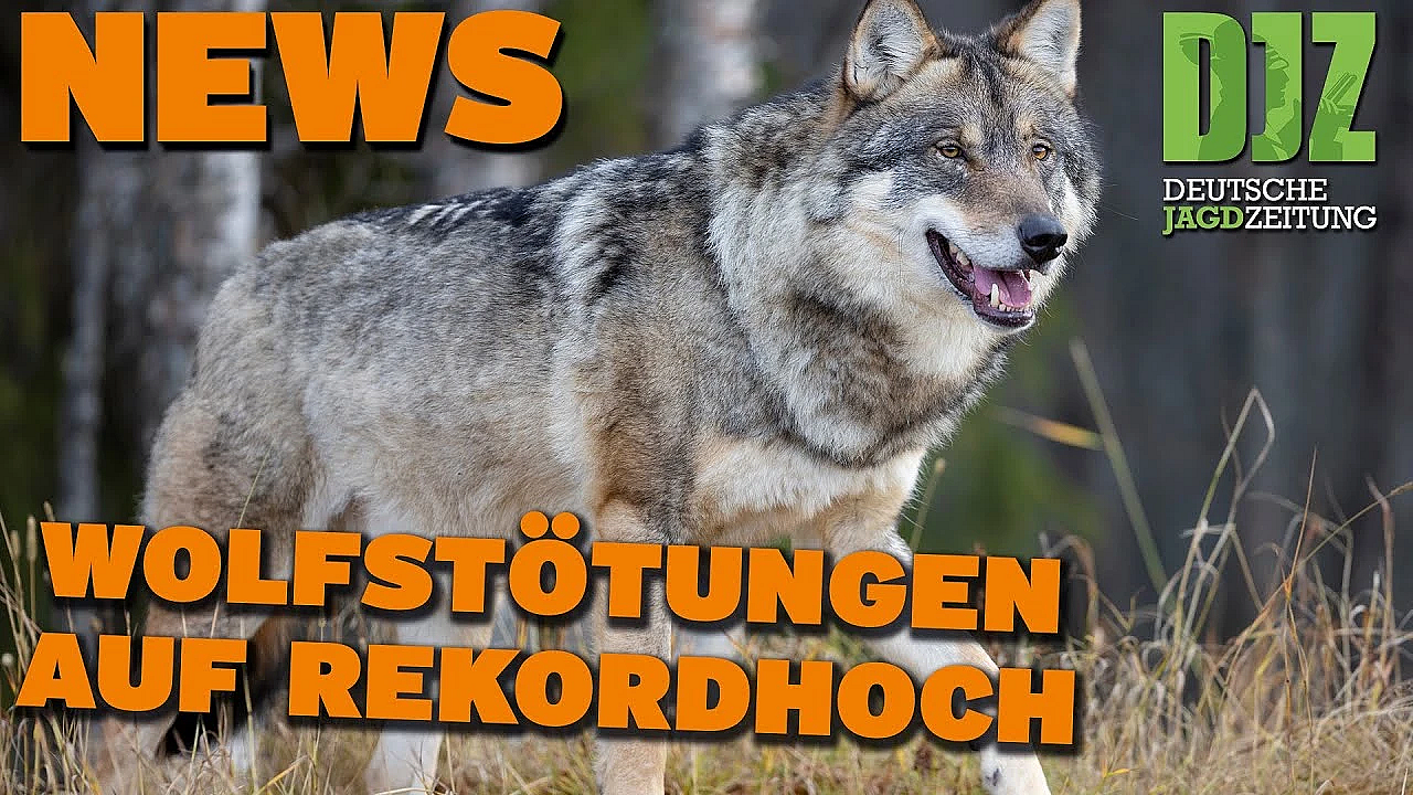 Djz News 24.04.2024