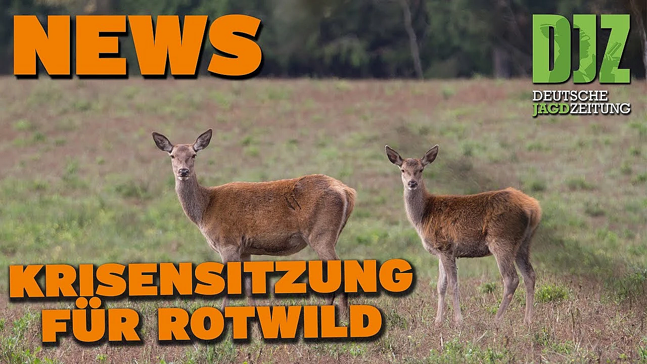 Djz News 19.07.2023