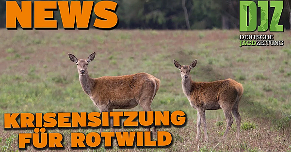 Djz News 19.07.2023