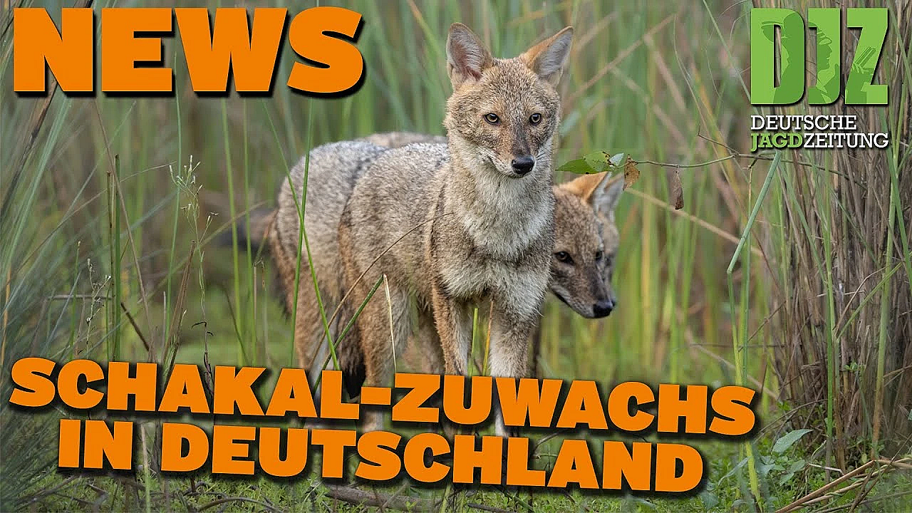 Djz News 09.10.2024