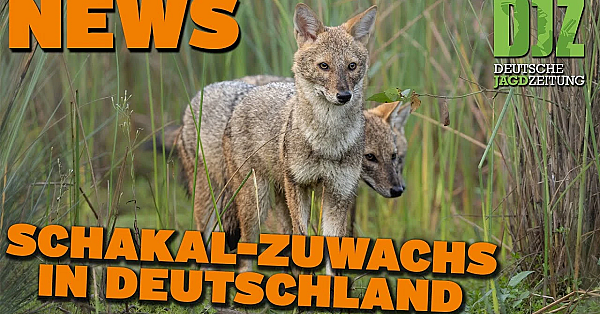 Djz News 09.10.2024