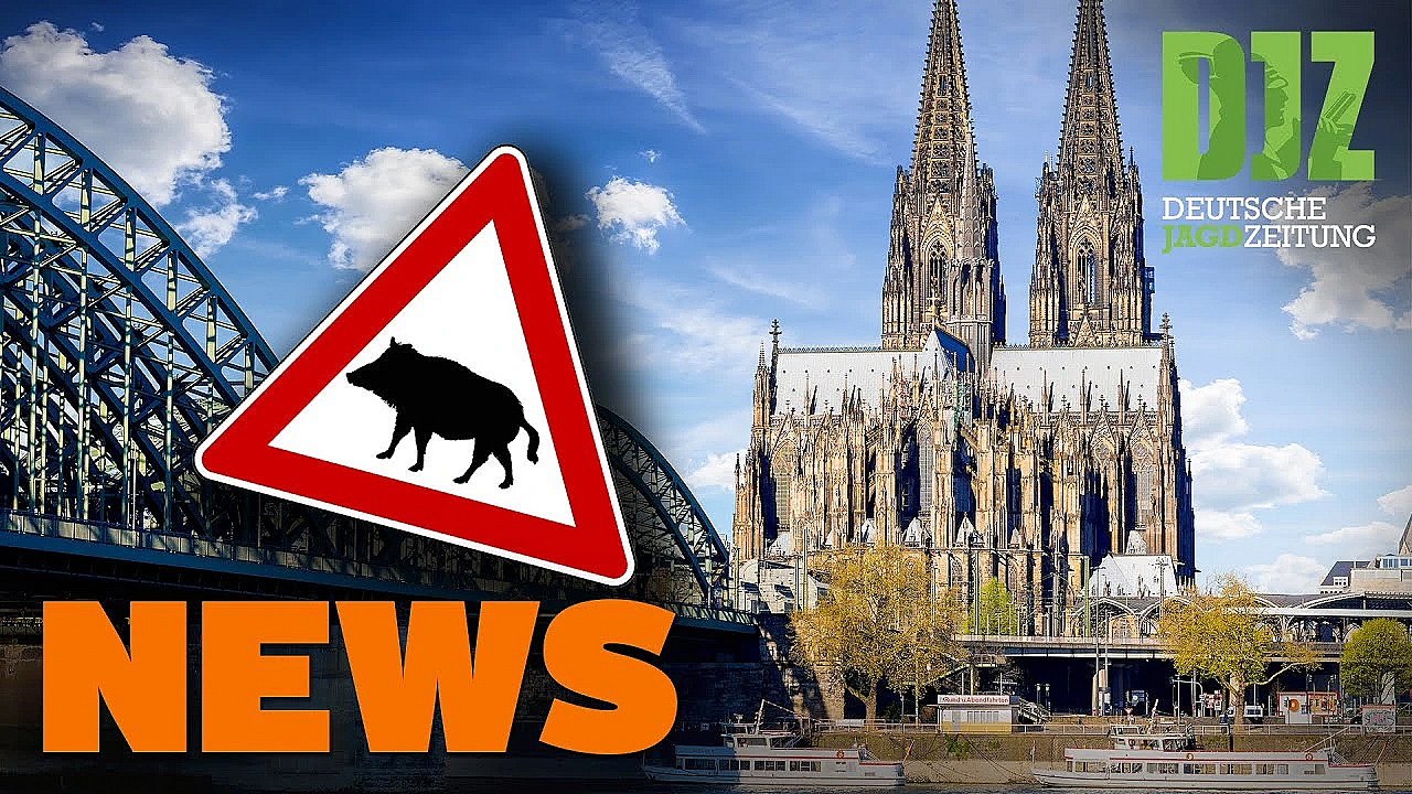 Jägerprüfung Statt Bundestagssitzung, Amoklauf In Heidelberg U.w. - Djz News 4/2022