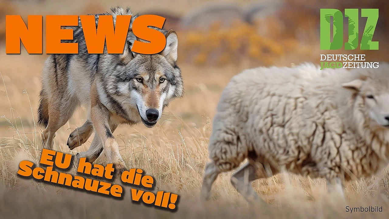 Djz News 25.09.2024