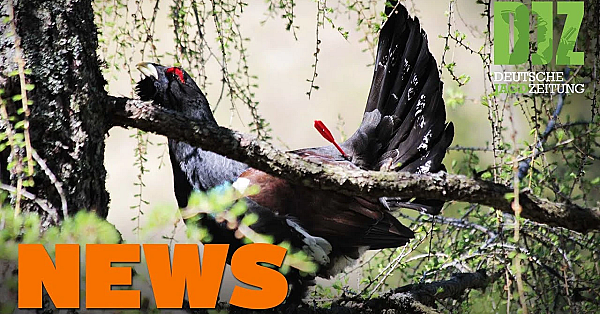 Reh In Seenot, Auerhahn Mit Pfeil Beschossen, Schalldämpfer Reichen Nicht U.w. - Djz-news 19/2020