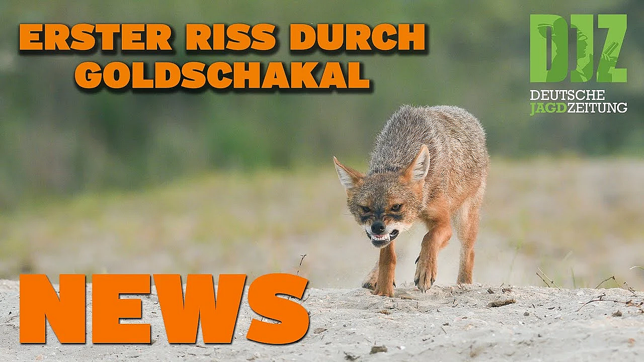 Djz News 17.08.2022