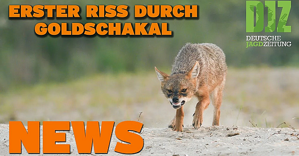 Djz News 17.08.2022