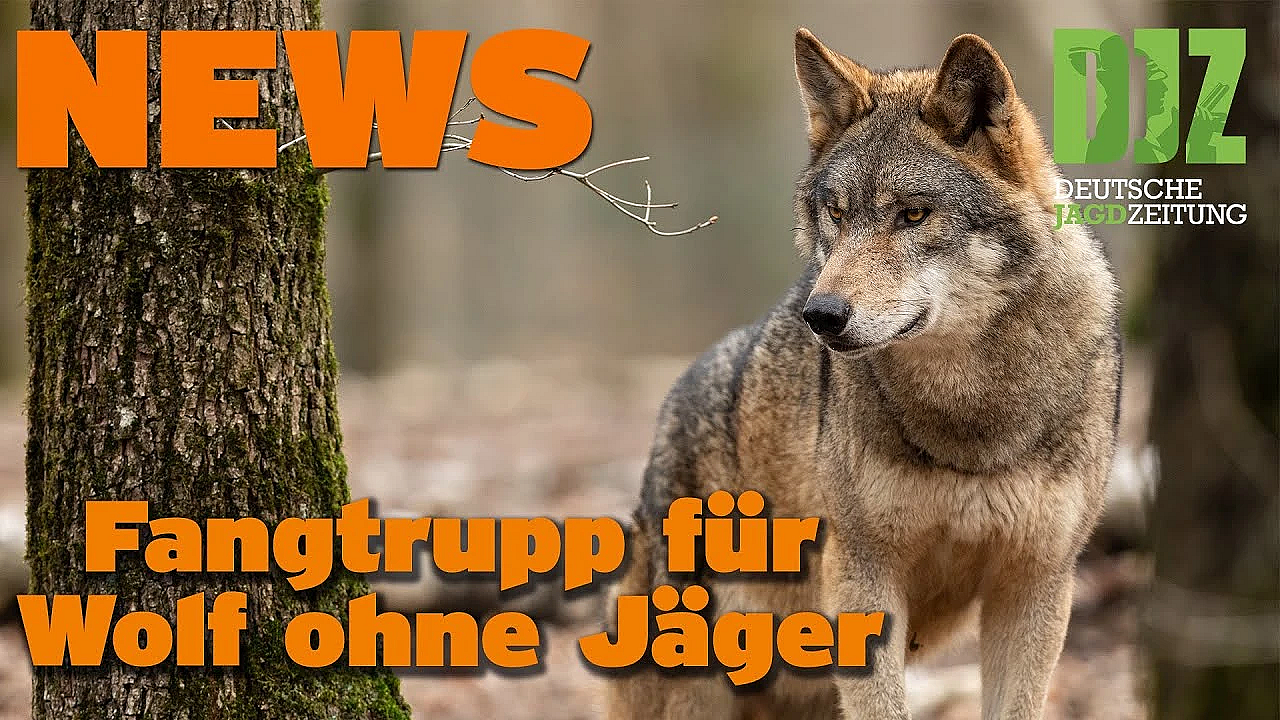 Djz News 26.10.2022
