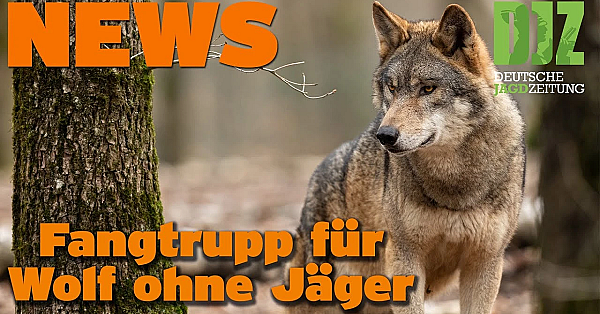 Djz News 26.10.2022