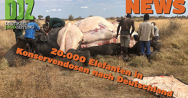 Djz News 02.10.2024
