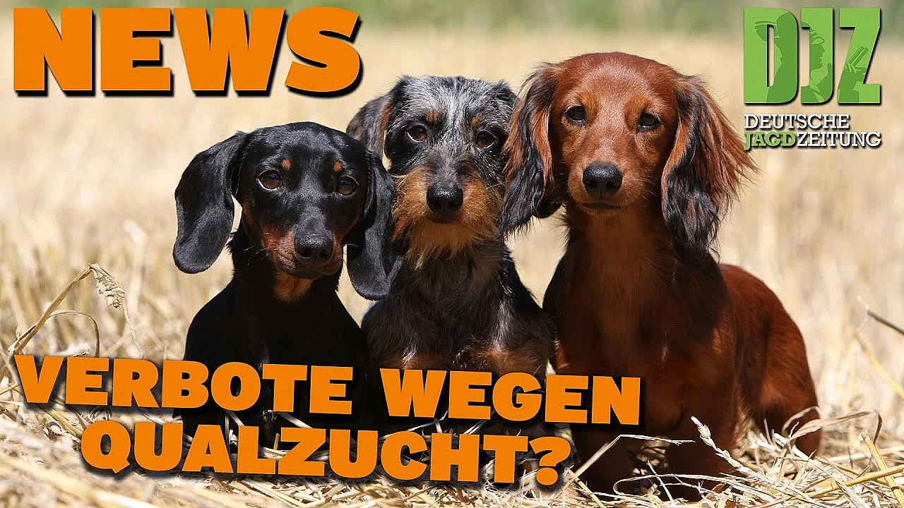 Djz News 27.03.2024