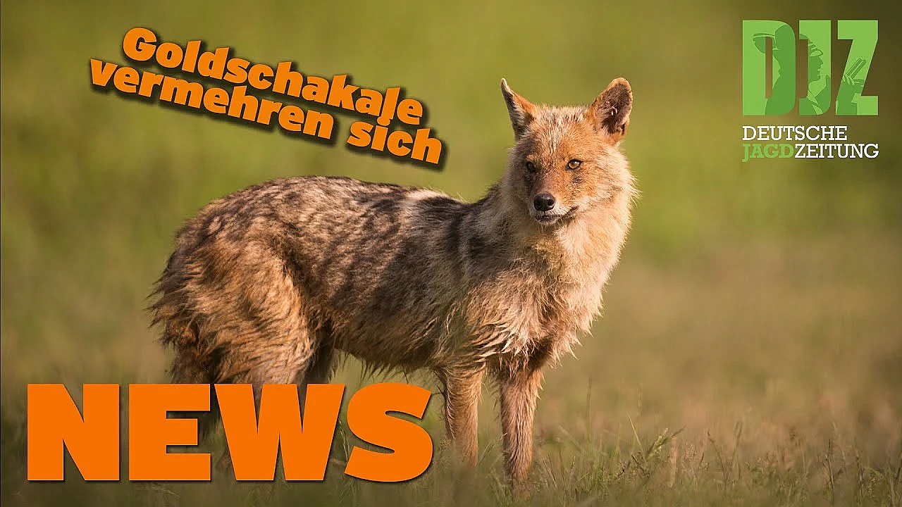 Djz News 28.09.22