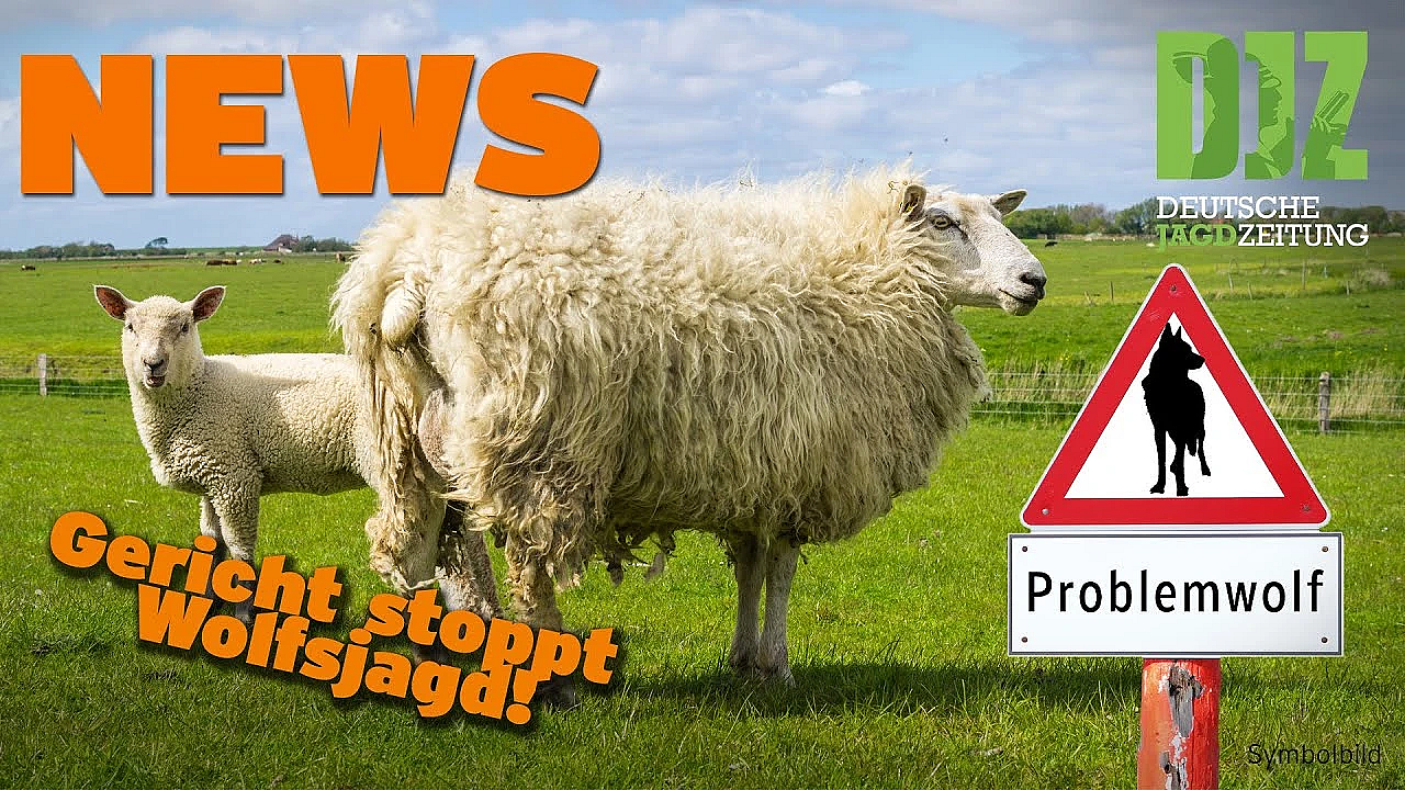 Djz News 08.11.2023