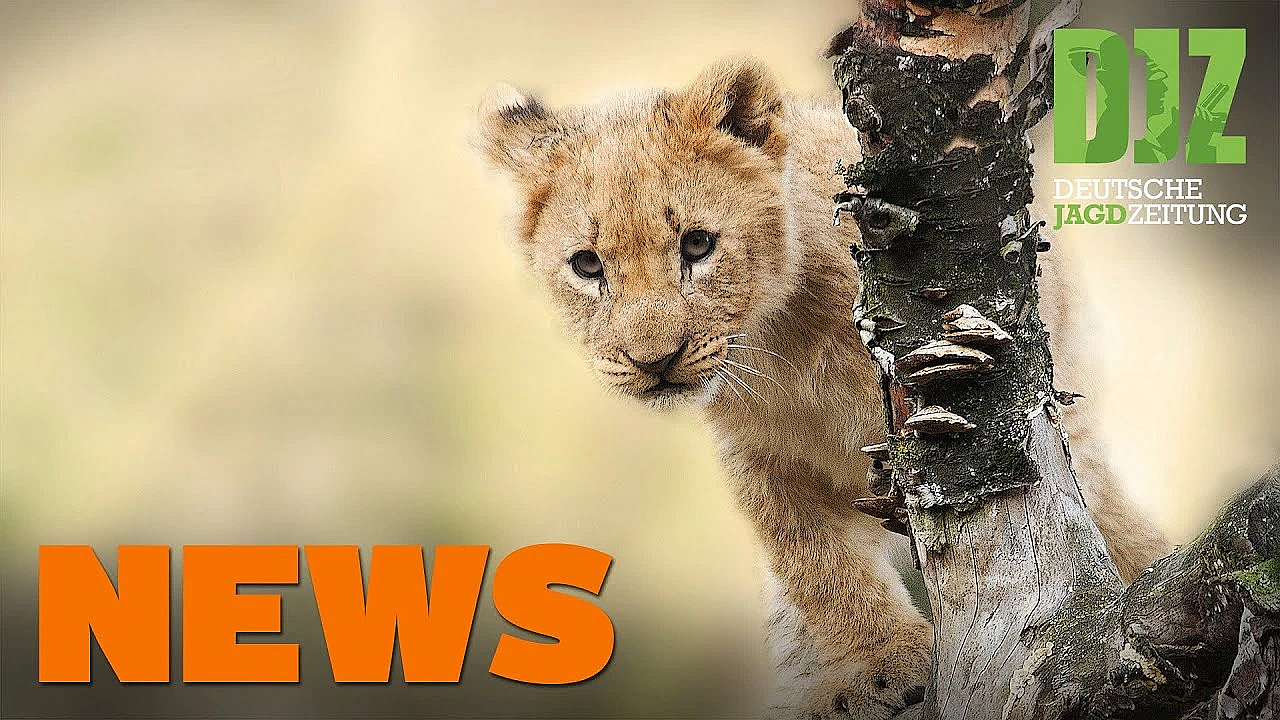 Nachtzieltechnik, Löwenbaby Auf A 5, Bleischrotverbot U.w. - Djz-news 37/2020