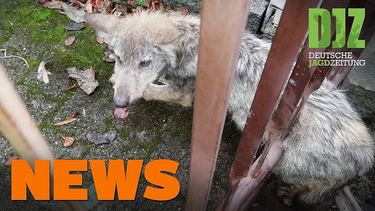 Wolfswelpe Im Zaun, Rehkitzrettung, Spende Für Flutopfer Abgelehnt - Djz News 38/2021
