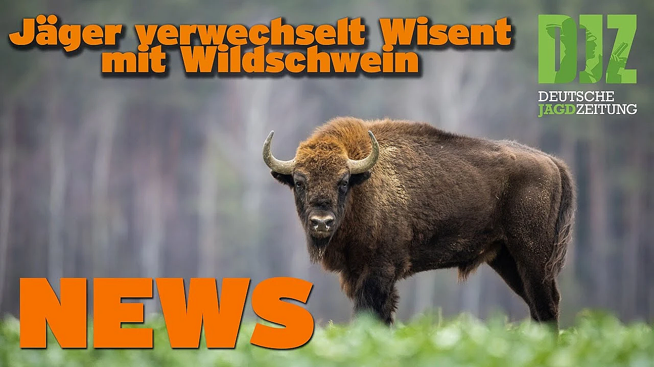 Djz News 19.10.2022