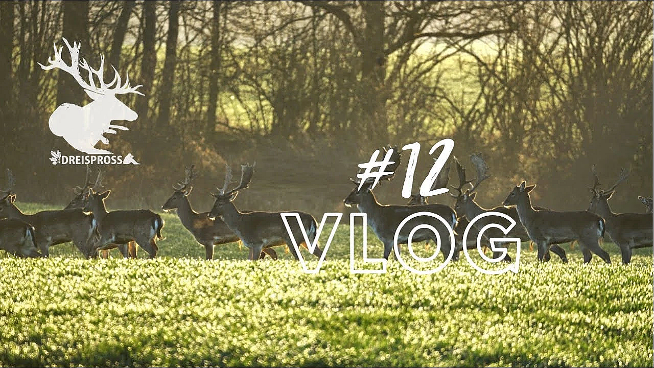 Jagd Dreispross Vlog #12