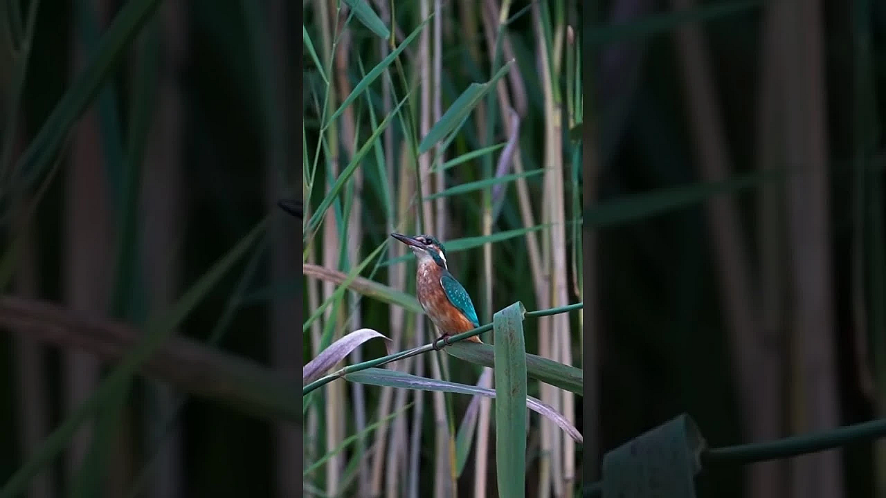 Eisvogel Endlich Vor Die Linse Bekommen. Die Welt Ist Bunt. Man Muss Nur Genau Hinsehen.  #nature