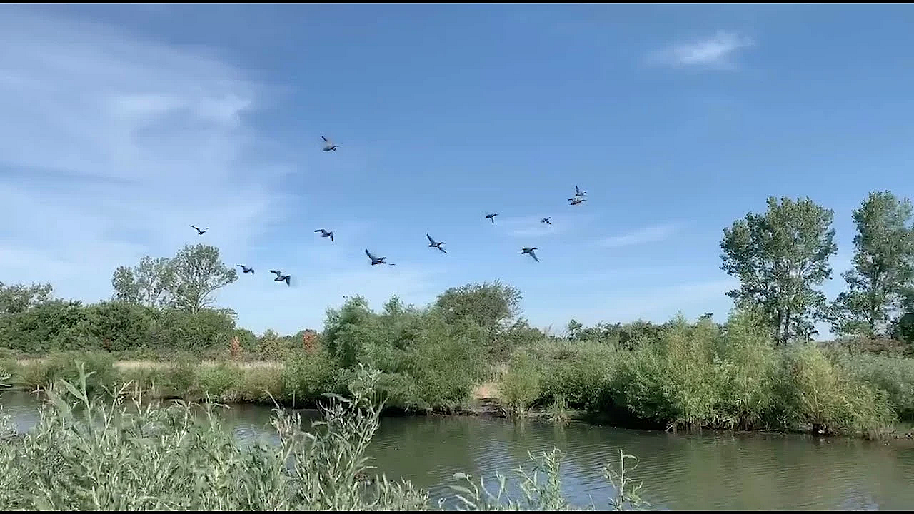 Duck Hunt At Green Acres Sportsman's Club