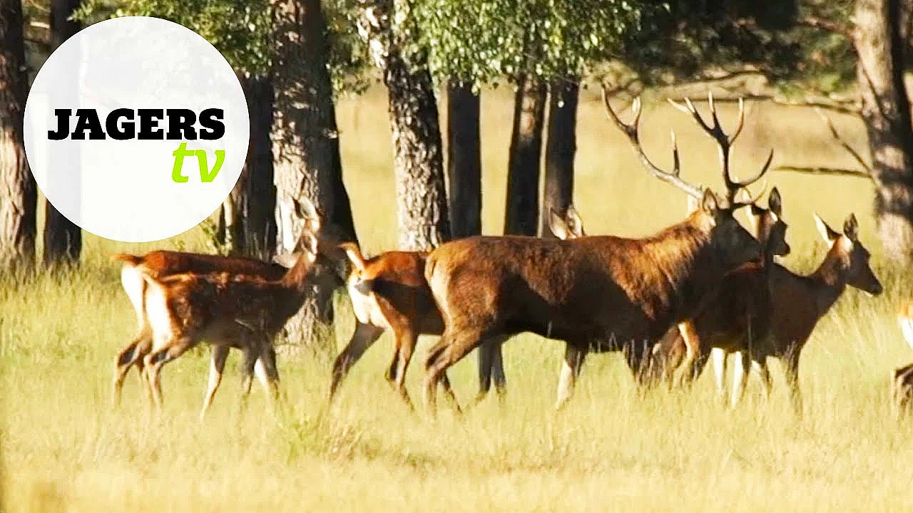 Jagerstv Afl. 12 - Slachten Met Herman Ter Weele (hert) En De Hertenjacht