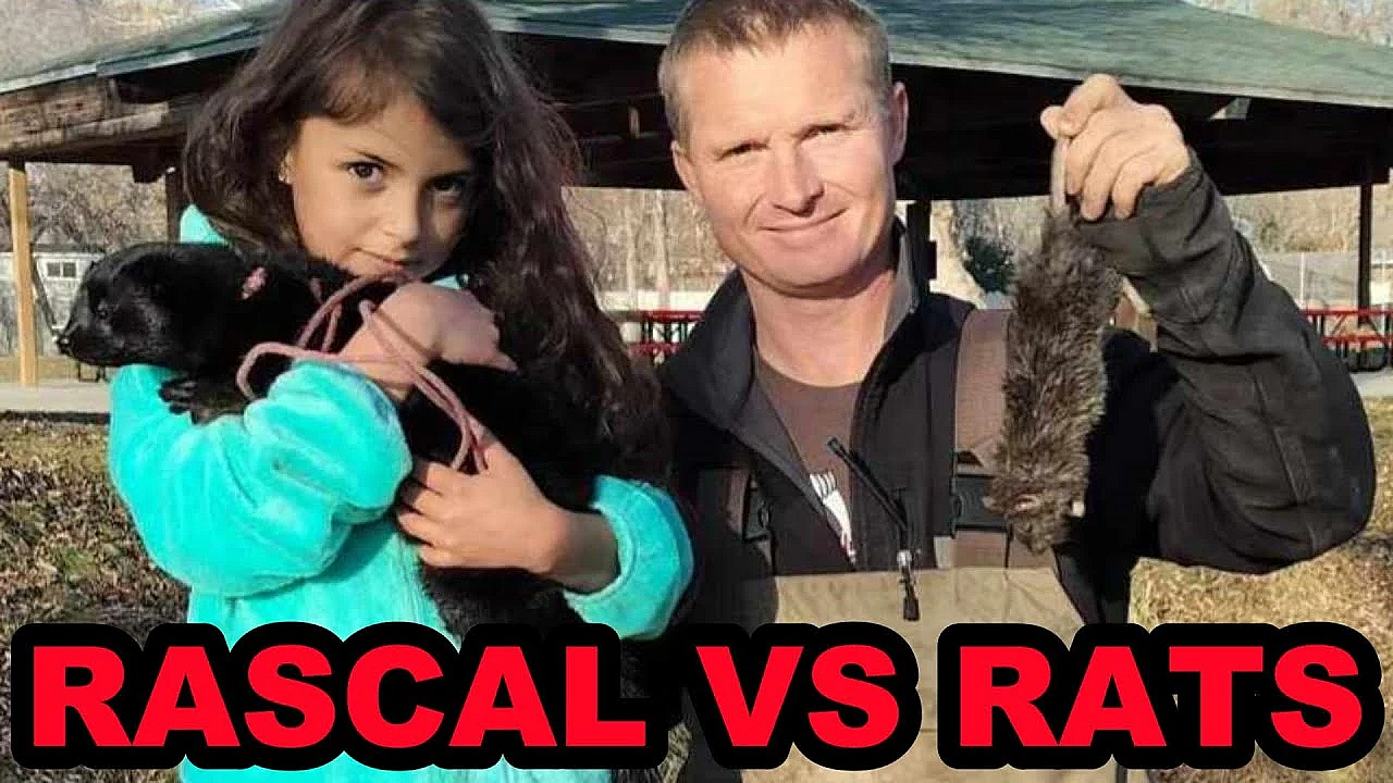 Rascal The Mink's First Pest Control Hunt At The Park