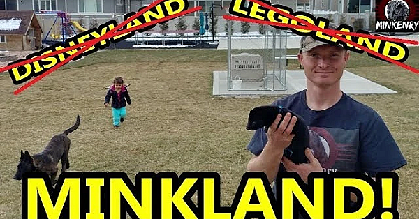 Mink Land!