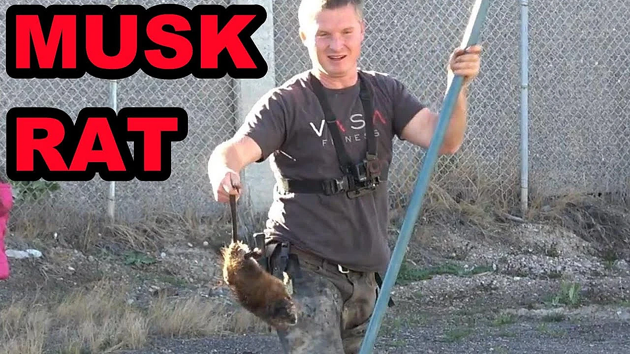 Trained Mink Doing Pest Control Along A Canal