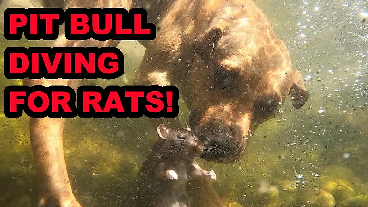 Bindi Diving In The Pond For Rats.