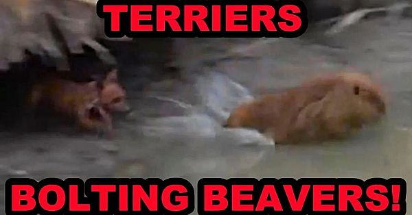 Terriers Bolting 2 Problem Beavers For Relocation
