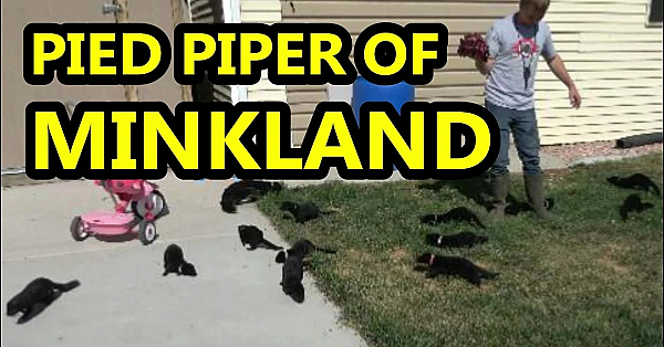Pied Piper Of Minkland!