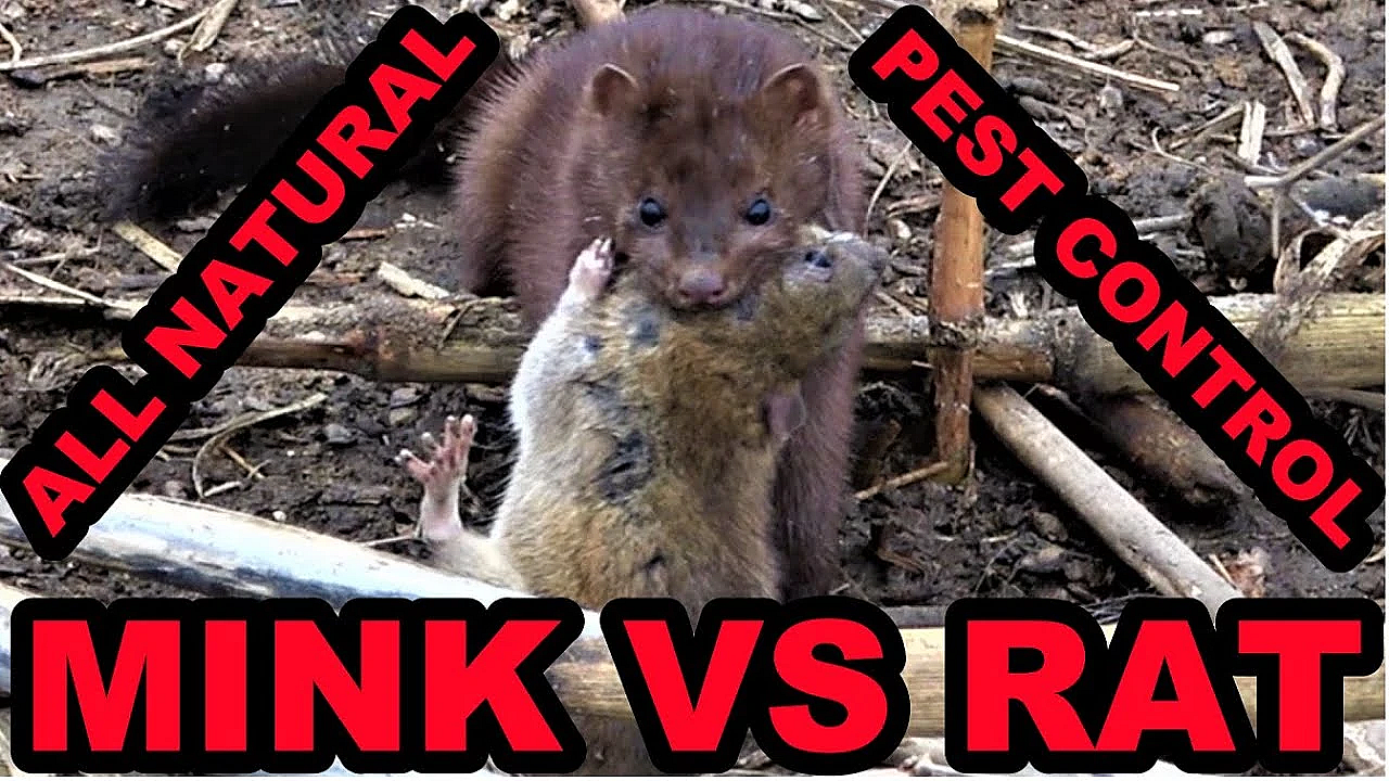 Mink And Dogs 1st Day Ratting Huge Pheasant Farm!