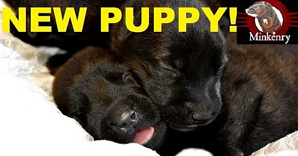 Introducing Our Dutch Malinois Puppy!