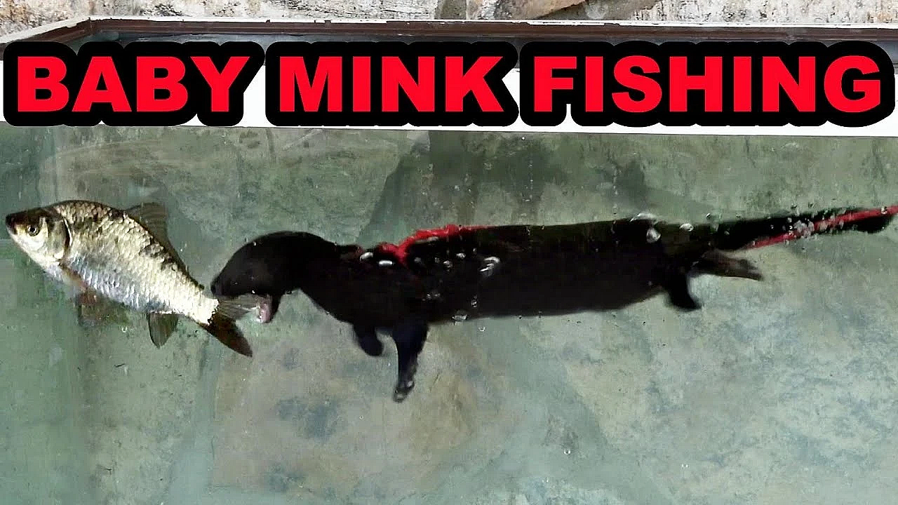 3.5 Month Old Mink, Wyatt And Rascal, Learning To Fish.